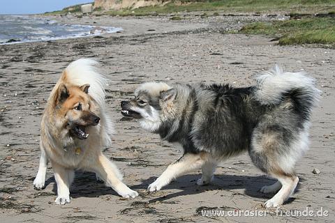 (Foto Goslar)_daenemark_2010_IMG_9402_Hjerpsted_Strand.jpg - Huch, ich bin das Neelemonster!